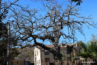 Roverella di Tremonti